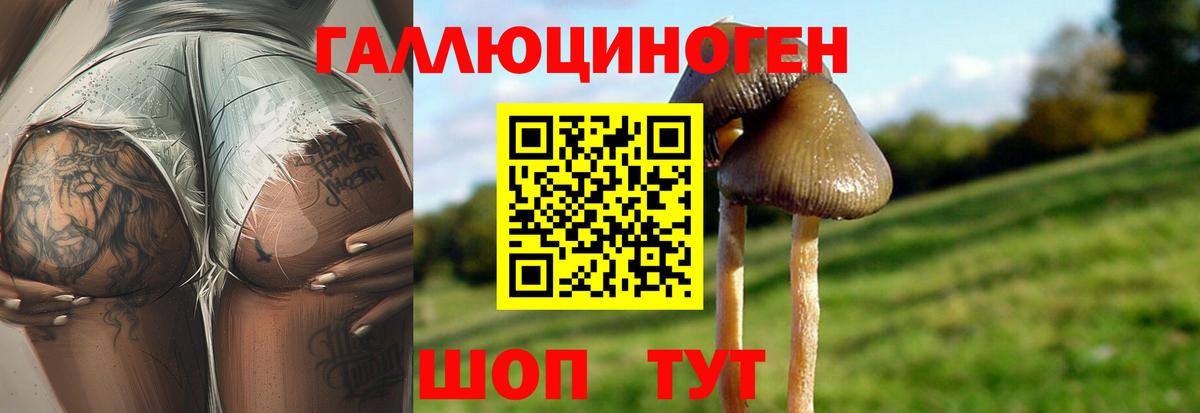 Артём  Псилоцибиновые грибы прущие грибы  Вход с VPN 